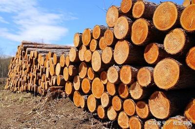 日本曾经“爆买”中国木材!如今却盼望中国“爆买”日本木材