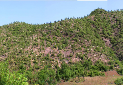 北京治理风沙源:将封山育林25万亩