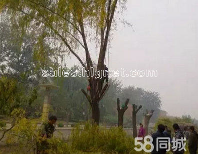 北京刚子专业修剪树木 砍伐危树 移植树木 园林设计